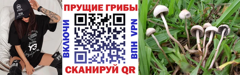 blacksprut tor  Махачкала  Галлюциногенные грибы Magic Shrooms 