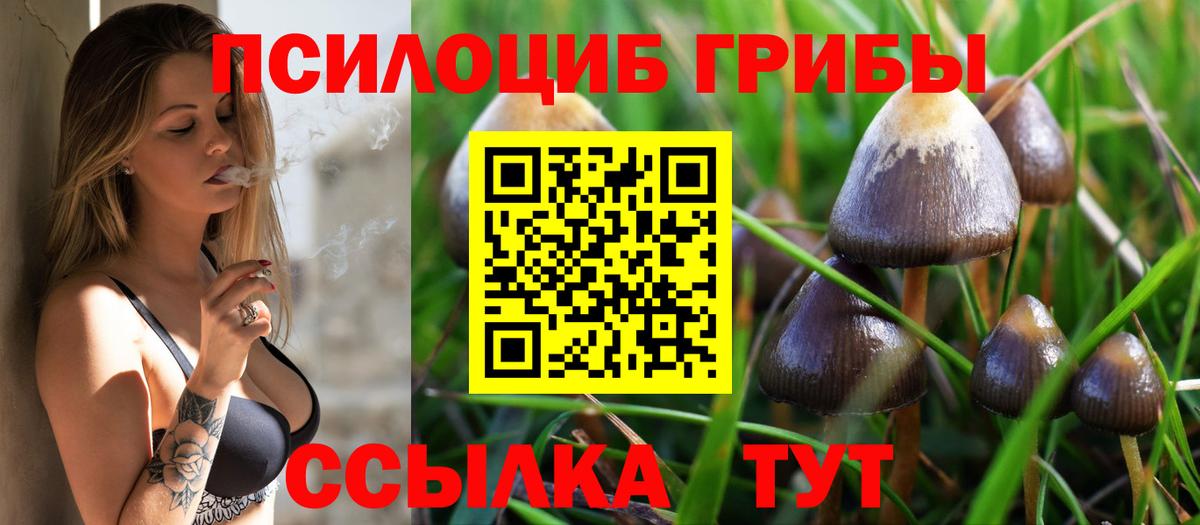 Галлюциногенные грибы Psilocybe Махачкала